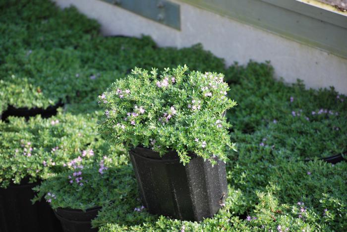 Wild Thyme (Thymus praecox 'Pink Chintz')