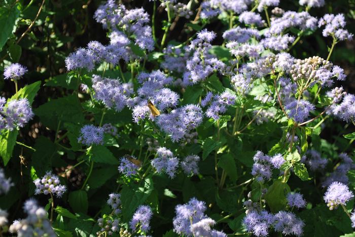 Hardy Ageratum (Eupatorium coelestinum)