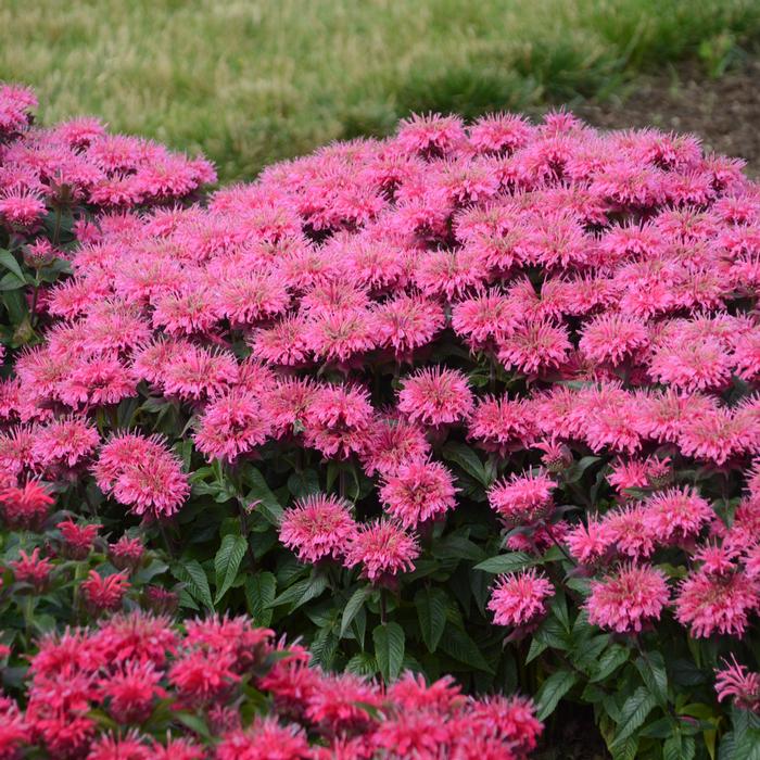 Monarda x 'Bubblegum Blast' (Sugar Buzz® Bee Balm)