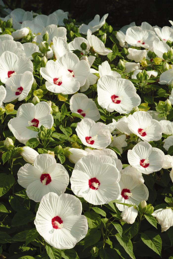 Hibiscus moscheutos Luna™White (Hardy Hibiscus)