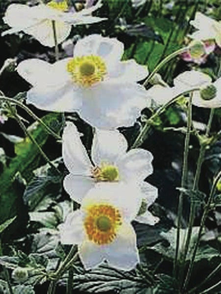 Anemone x hybrida 'Whirlwind' (Windflower) perennial