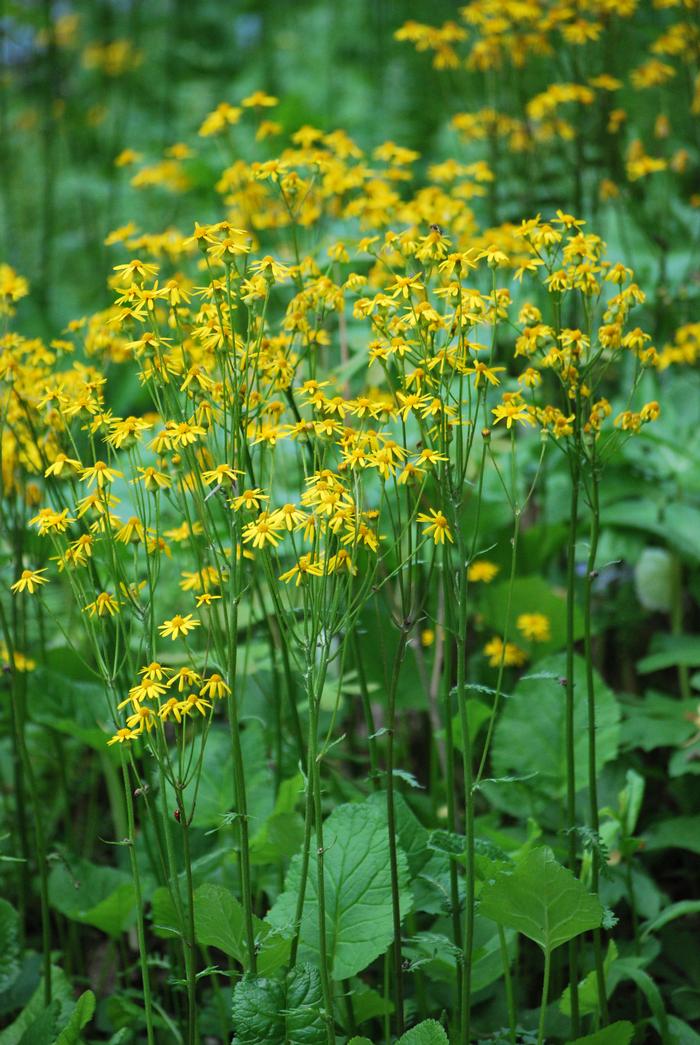 Golden Ragwort (Senecio aureus)