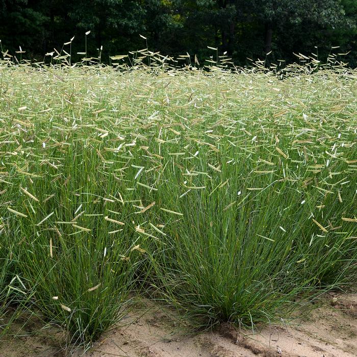 Blue Grama (Bouteloua gracilis 'Blonde Ambition')