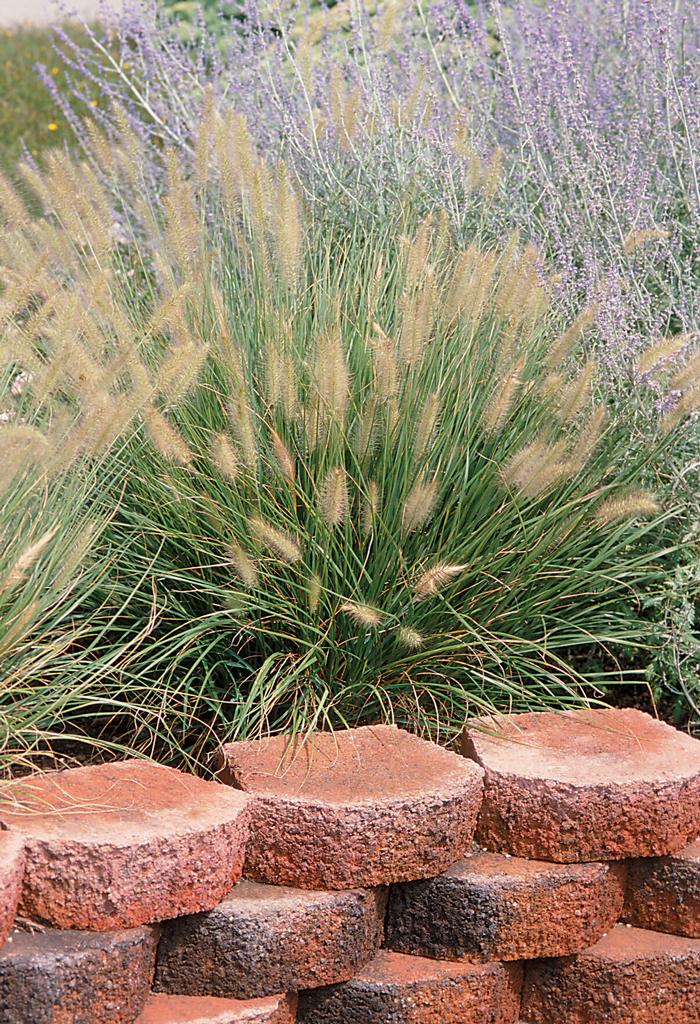 Dwarf Fountain Grass (Pennisetum alopecuroides 'Hameln')