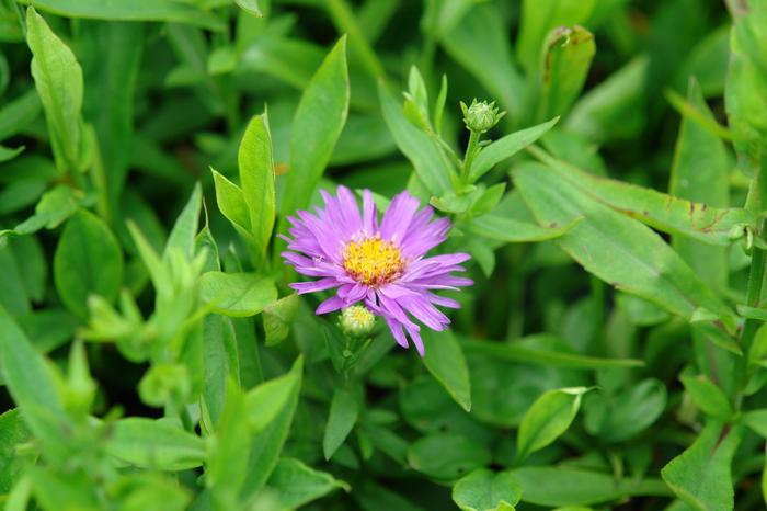 Purple Wood Aster (Aster dumosus 'Wood's Purple')