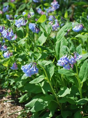 Virginia Blue Bells (Mertensia virginica)