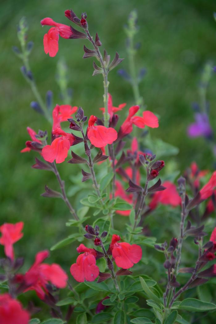 Autumn Sage (Salvia greggii Arctic Blaze® Red), red flowers