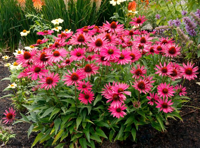 Echinacea Kismet® Raspberry (Coneflower), pink flowers