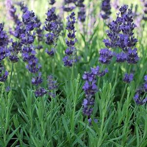 Lavandula angustifolia 'Hidcote' (English Lavender)