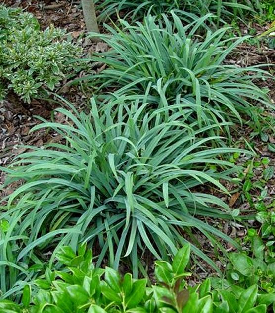 Bunny Blue Sedge (Carex laxiculmus Bunny Blue® 'Hobb')