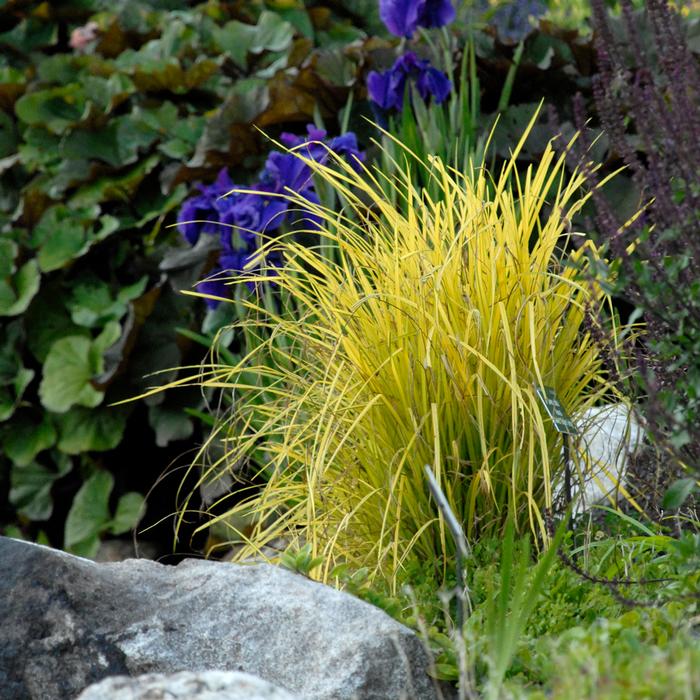 Golden Variegated Sedge (Carex elata 'Bowles Golden')