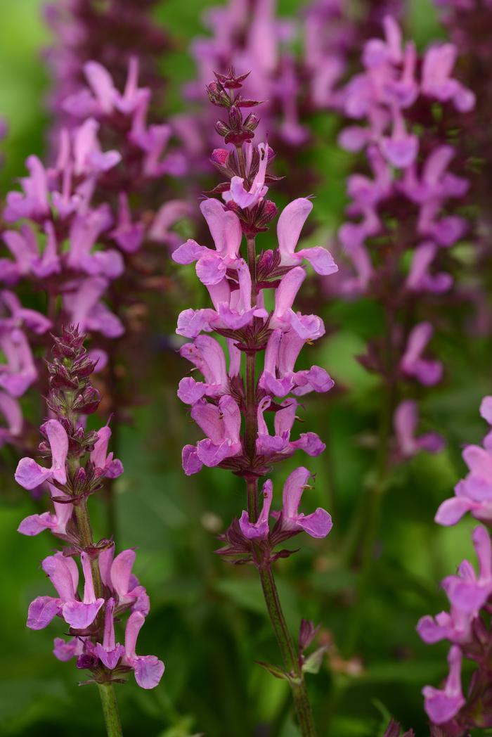 Salvia nemorosa 'Rose Marvel' (Meadow Sage)