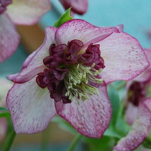 Helleborus x hybridus Winter Jewels® 'Cherry Blossom'