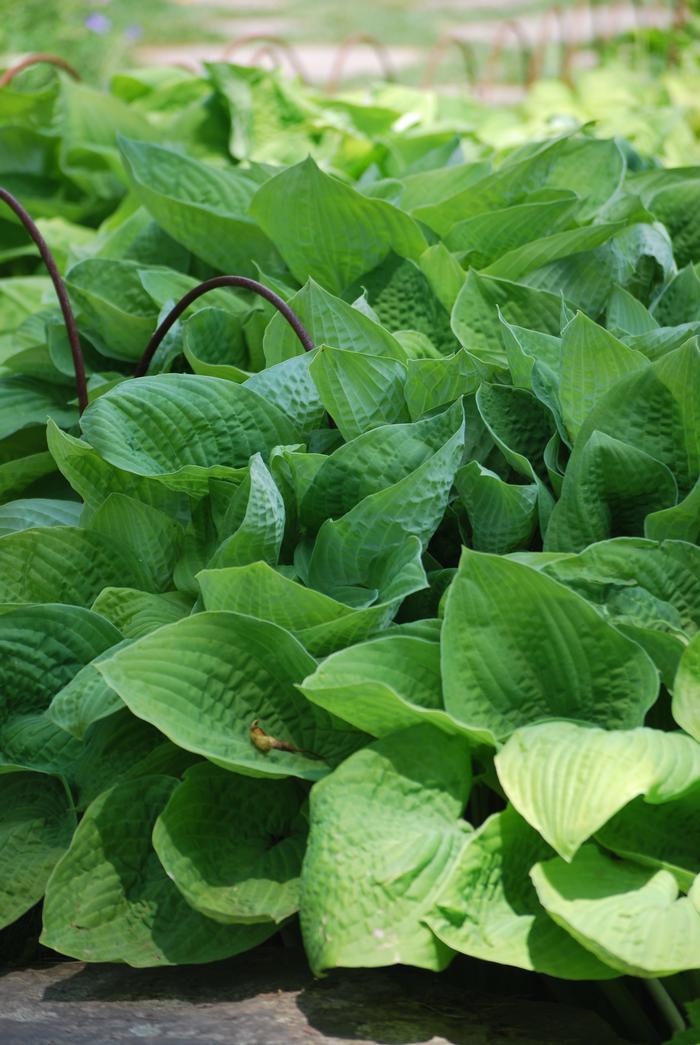 Hosta x 'August Moon' (Plantain Lily)