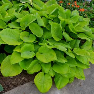 Hosta x 'Sum and Substance' (Plantain Lily)