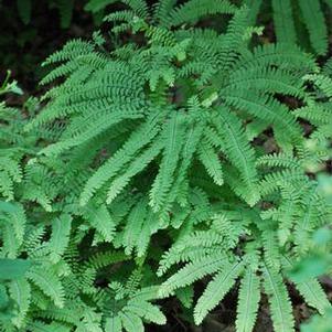 Northern Maidenhair Fern (Adiantum pedatum)