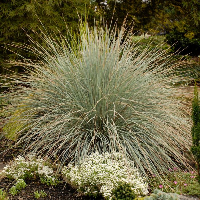 Blue Oats Grass (Helictotrichon sempervirens)