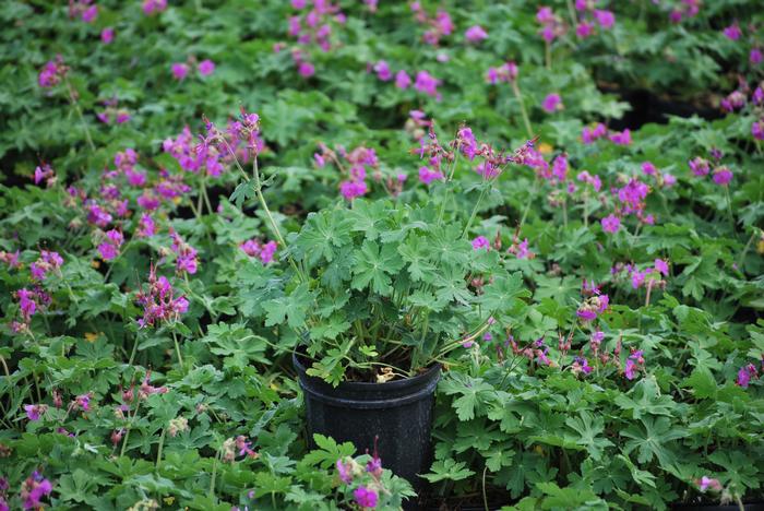 Geranium macrorrhizum 'Bevan's Variety' (Bigroot Geranium)