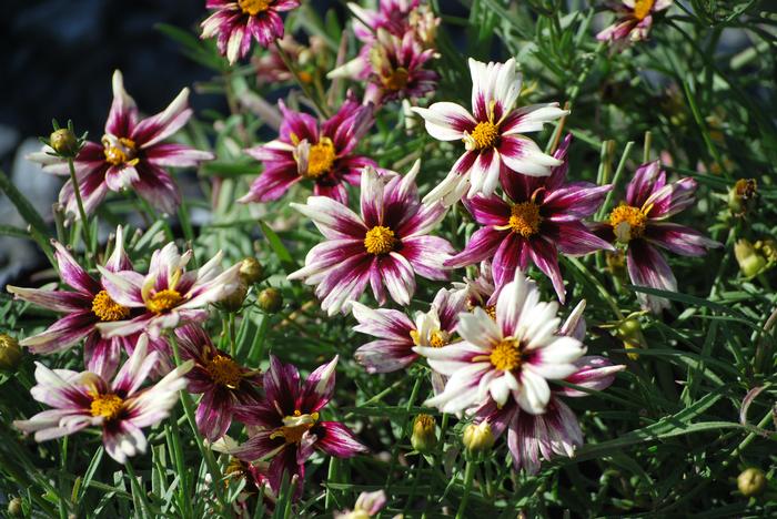 Coreopsis x L'il Bang™ 'Starlight' (Tickseed), white and purple flowers