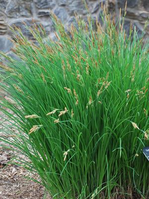 Tussock sedge (Carex stricta)