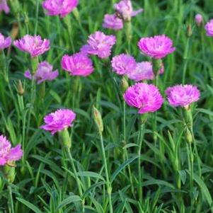 Dianthus Mountain Frost™Pink PomPom (Garden Pinks), pink flowers