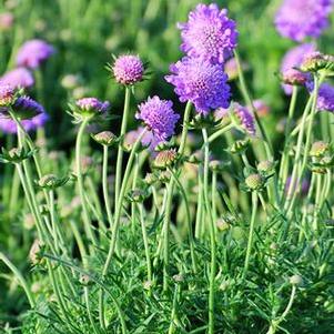 Scabiosa columbaria 'Butterfly Blue' (Pincushion Flower)