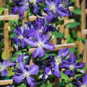 Clematis hybrid 'Jackmanii' (Hybrid Clematis)