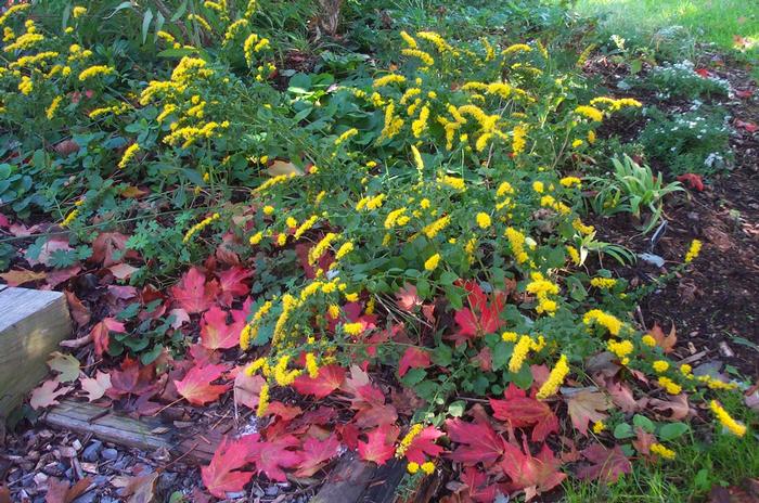 Dwarf Goldenrod (Solidago sphacelata 'Golden Fleece')