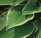 Hosta fortunei 'Aureomarginata' (Plantain Lily)