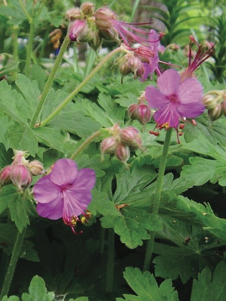 Geranium macrorrhizum 'Bevan's Variety' (Bigroot Geranium)