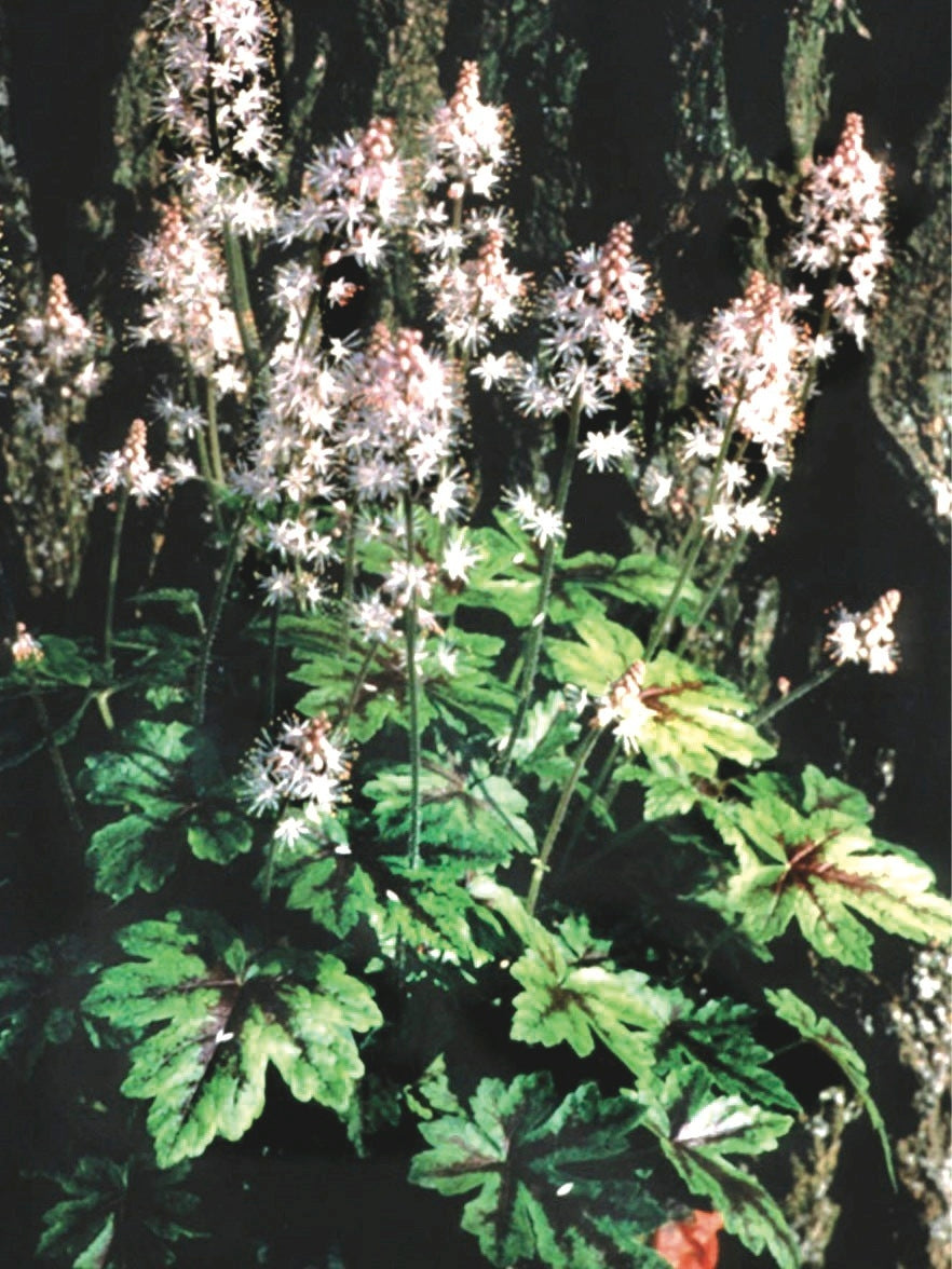 Tiarella cordifolia 'Elizabeth Oliver' (Foam Flower)