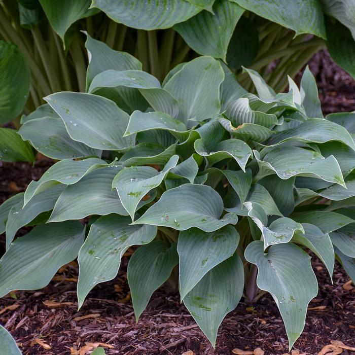 Hosta x 'Halcyon' (Plantain Lily)