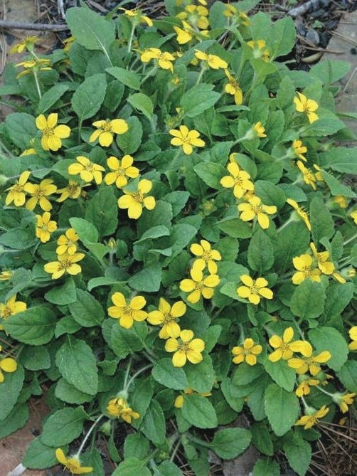 Chrysogonum virginianum (Green and Gold), yellow flowers