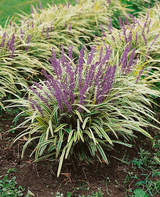 Variegated Lilyturf (Liriope muscari 'Variegata')