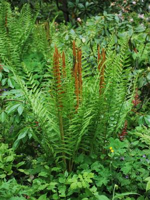 Cinnamon Fern (Osmunda cinnamomea)