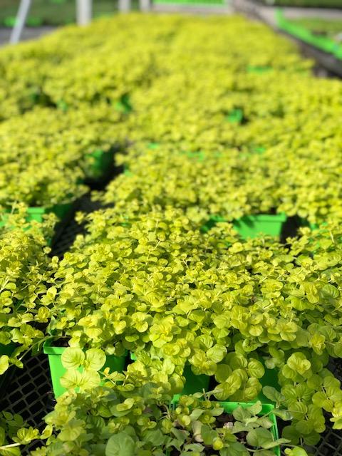 Golden Creeping Jenny (Lysimachia nummularia 'Aurea')