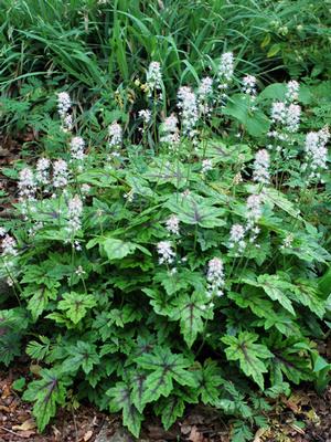 Tiarella cordifolia 'Elizabeth Oliver' (Foam Flower)