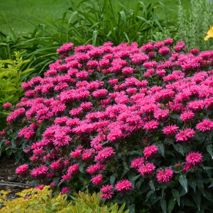 Monarda x 'Bubblegum Blast' (Sugar Buzz® Bee Balm)