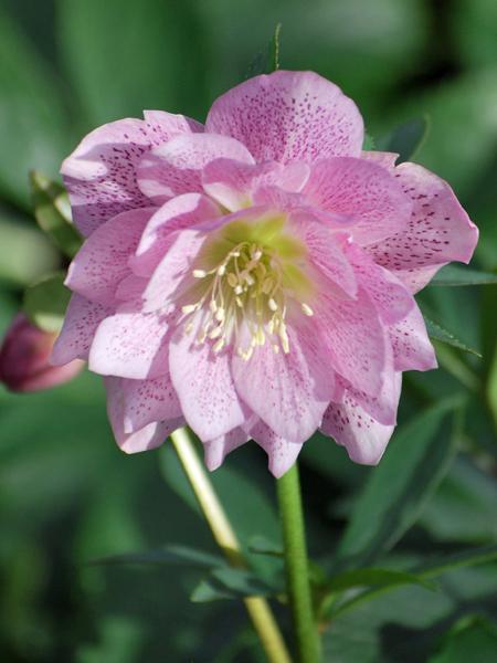 Helleborus x hybridus Winter Jewels® 'Cotton Candy'