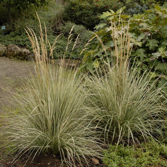 Calamagrostis x acutiflora 'Overdam' (Feather Reed Grass)