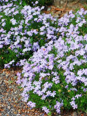 Phlox subulata 'Emerald Blue' (Moss Pinks)