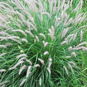 Oriental Fountain Grass (Pennisetum orientale)