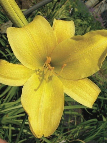 Hemerocallis 'Mary Todd' (Daylily)