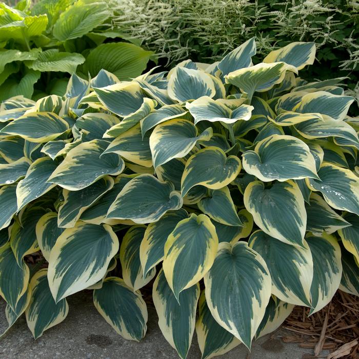 Hosta x 'First Frost' (Plantain Lily)