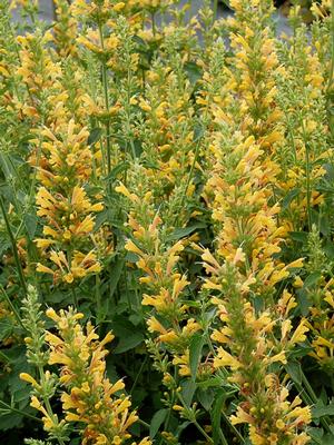 Agastache x Kudos™Yellow (Dwarf Hummingbird Mint) perennial