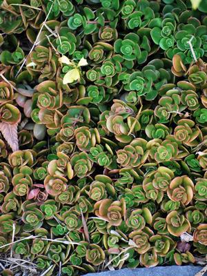 Sedum tetractinum 'Coral Reef' (Stonecrop)