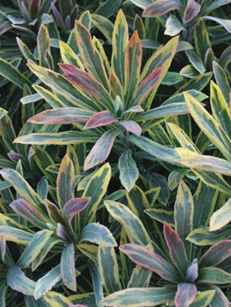 Spurge (Euphorbia x martinii 'Ascot Rainbow')