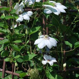 Clematis hybrid 'Henryii' (Hybrid Clematis)