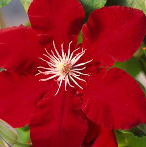 Clematis hybrid 'Rebecca'™ (Hybrid Clematis), red flower