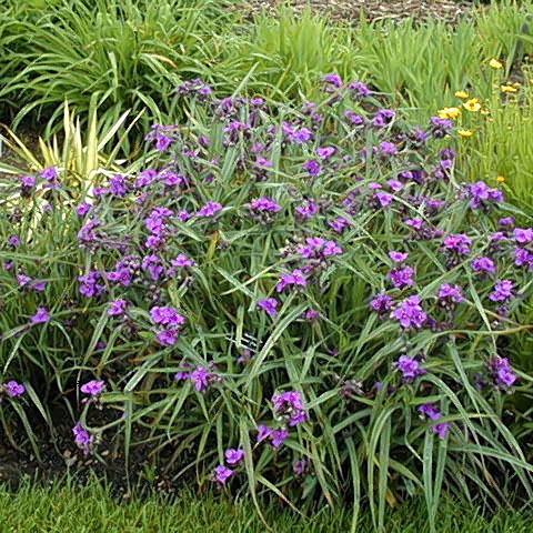 Tradescantia 'Concord Grape' (Spiderwort)